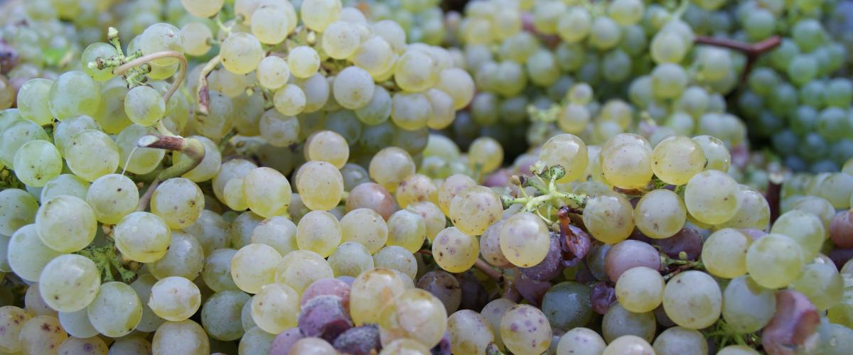 la production de chenin en Val de Loire