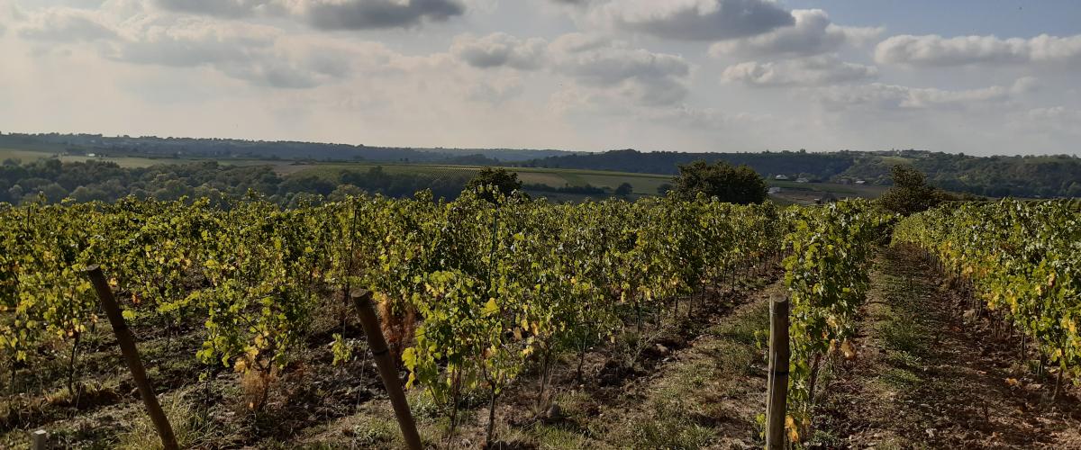 Vignes de Coteaux du Layon 1er Cru Chaume