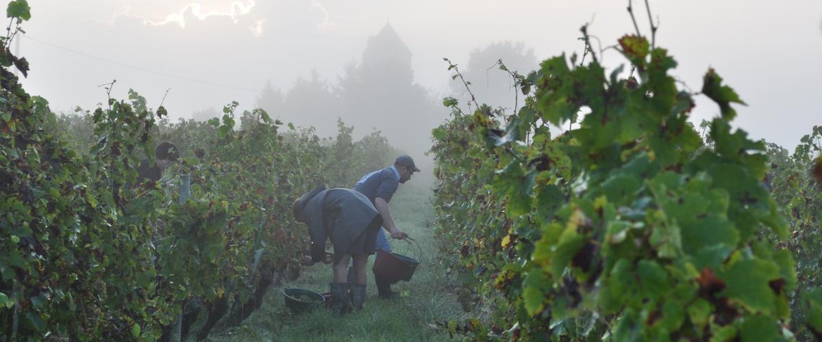 Vendanges de Quarts de Chaume Grand Cru