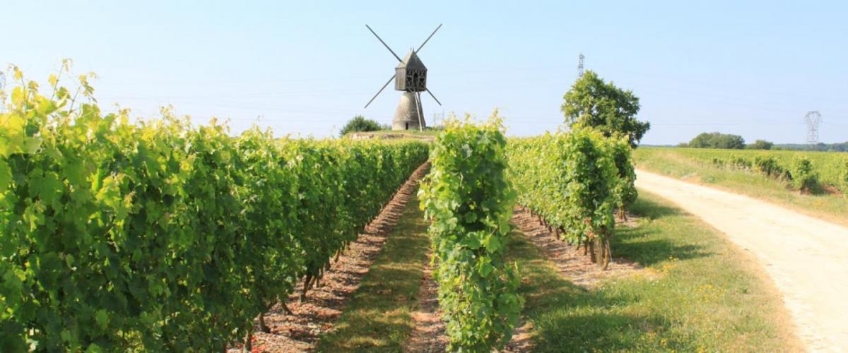 Vue sur le vignoble des Coteaux de Saumur