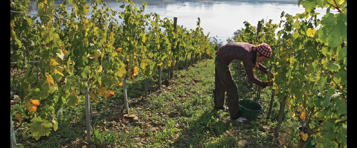 Vendanges de Savennières