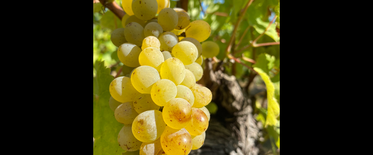 Le chenin Aujourd’hui