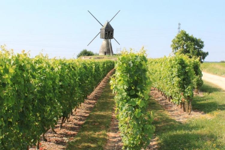 Vue sur le vignoble des Coteaux de Saumur