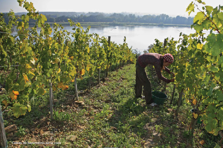 Vendanges de Savennières