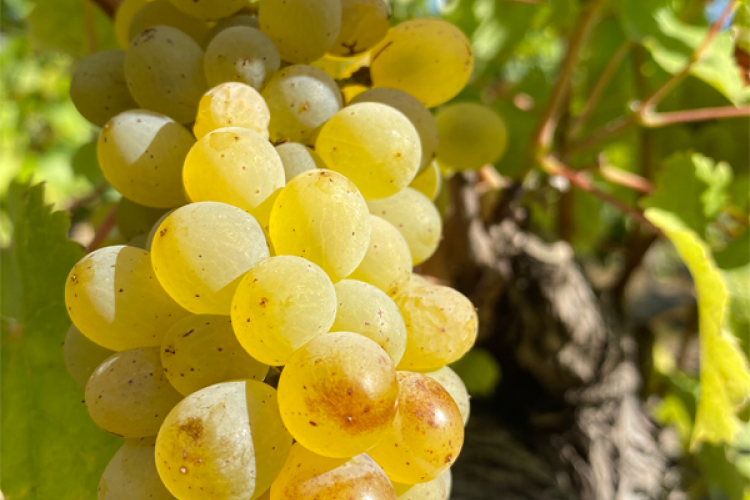 Le chenin Aujourd’hui