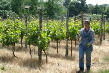 Vignoble les Grands Retais